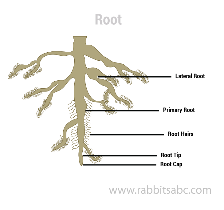 Root – Rabbitsabc